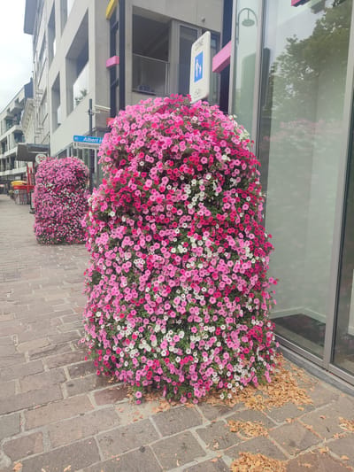 The image shows two large, rounded planters filled with abundant pink and white petunias. The planters are situated on a brick-paved sidewalk in front of a modern building with large glass windows. A street sign with a blue silhouette of a pedestrian and a bicycle is visible on a pole near the planter in the foreground. The sign also reads "ZONE" and "Albert H." and "Assistentiewoningen." A second, similar planter is visible in the background. Fallen leaves are scattered on the sidewalk around the base of the planter in the foreground. The scene appears to be a commercial or residential street in Beveren, Belgium.