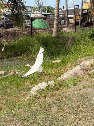 A sunny, outdoor shot shows a white egret in mid-flight, its wings fully extended, against a backdrop of green grass and vegetation. The egret appears to be angled slightly downward, as if preparing to land.
In the background, obscured by foliage and structures, are elements suggesting an urban environment. These include buildings, a fence with green netting, power lines, and parked vehicles.
The setting is Igboefon, Nigeria, based on provided information. The foreground features a mix of healthy green grass and patches of drier, browner vegetation. There are also some rocky or concrete elements near the grassy area. A partially obscured coconut palm trunk and leaves frame the left side of the image.