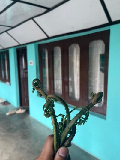 In Bhagsu, India, a hand holds a bunch of unfurling fern fronds in the foreground, with the top of the fronds curving into coiled shapes. The background features a bright teal-colored building with dark-framed windows and a covered walkway with white ceiling panels. A dark wooden door is visible to the left of the windows. On the ground in the distance, a pair of white sandals are placed. The overall scene suggests an outdoor setting with a focus on the delicate, new growth of the ferns.