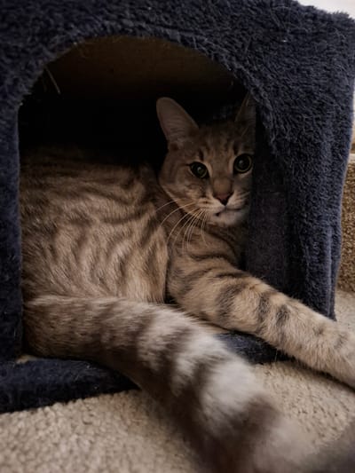 A tabby cat with brown and black stripes is lying inside a dark blue cat tree. The cat's body is mostly visible, with its head peeking out from the opening of the cat tree. The cat is looking directly at the camera with wide, green eyes. Its tail is extended out of the opening, resting on the beige carpet. The cat tree is made of a soft, plush material. The background consists of a beige carpet. There are no people or other animals present in the image. The location is not specified as Zemun Urban Municipality, Serbia.