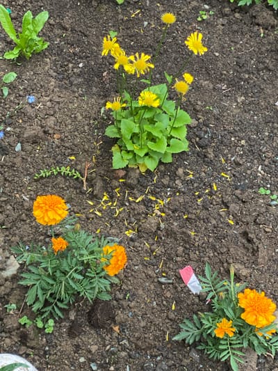 The image depicts a garden bed with dark soil. In the upper left quadrant, a cluster of green leaves from a larger plant is visible. To the right of this plant, a group of bright yellow flowers with thin petals grows on slender green stems. Scattered across the soil are numerous fallen yellow petals. In the lower half of the image, two marigold plants are prominent. The plant on the left has one large, fully bloomed orange marigold and a smaller marigold bud. The plant on the right features two large, fully bloomed orange marigots and several buds. To the right of the marigolds, a small piece of red and white packaging is visible on the soil. The overall scene is outdoors, likely in a garden, with no discernible urban features suggesting a specific location in Yuzhno-Sakhalinsk, Russia.