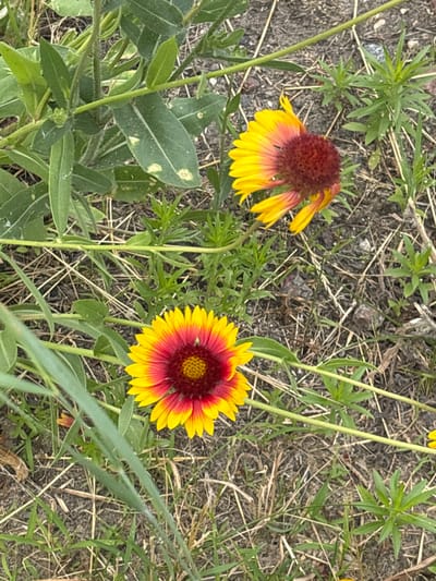 The image shows a close-up, overhead view of two Gaillardia flowers with yellow petals that transition to red near their centers. The flowers are situated among dry grass and green foliage. One flower is in the foreground and is fully open, while the other is in the background and appears to be partially closed or wilted. The ground is composed of dry soil and straw-like debris. There is no indication of human presence or activity within the frame. The scene depicts a natural outdoor setting.