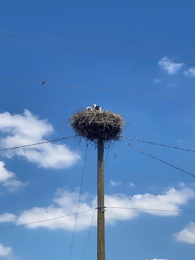 In Ustyvytsia, Ukraine, a large stork's nest is prominently built atop a utility pole, surrounded by a clear blue sky dotted with fluffy white clouds. Several storks are visible within the nest, appearing to be nesting or tending to young. The nest itself is a substantial construction of twigs and branches. Several electrical wires crisscross the frame, adding to the urban or semi-rural setting. One lone bird is perched on a wire to the left of the nest, while another small bird is perched on a wire to the right. The scene suggests a daytime setting with fair weather. There is no visible text in the image.