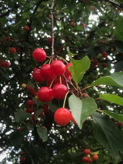 The image shows a close-up of a cherry tree branch with several ripe red cherries. The cherries are attached to thin stems and are clustered together. Some green leaves are visible on the branch. The background is blurred, showing more branches, leaves, and out-of-focus lights, suggesting an outdoor setting during the day with dappled sunlight. The image does not contain any elements that would indicate its location within the city of Lima, Peru.