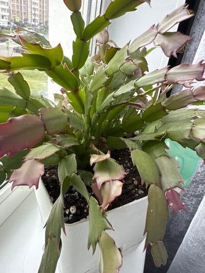 The image shows a close-up of a Christmas cactus plant in a white pot, placed on a windowsill. The plant has green, flattened stems with serrated edges, and some stems have a reddish-purple hue. The background is blurred, but appears to be an indoor setting with a window offering a view of an urban environment. Outside the window, buildings and cars are visible, suggesting the location is Podolsk, Russia. The overall lighting is soft, indicating it is likely daytime. There are no people or animals in the frame. The focus is solely on the plant and its immediate surroundings.