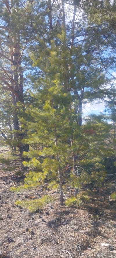 The image depicts a sunlit forest scene, likely in a park or wooded area. In the foreground, a young pine tree stands prominently, with several larger trees visible in the background. The ground is covered with dry leaves, pine needles, and scattered pine cones. The sky is partially visible through the trees, with patches of blue. The location of Magan, Russia, is inferred, though not directly discernible from the image. There are no people or animals visible in the image. The primary subject is the pine tree and the surrounding forest environment.