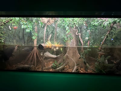 The image shows a large aquarium tank designed to resemble a rainforest environment. The tank is filled with water and contains several fish, including a large, dark fish on the left and a pale, elongated fish in the center. The background of the tank features artificial trees, foliage, and what appears to be a painted mural of a rainforest. A sloth is visible hanging from a branch in the upper portion of the tank. The lighting is dim, highlighting the illuminated aquatic and terrestrial elements. The aquarium is situated in what appears to be a public exhibition space, with a green-colored base visible below the tank. There is no indication of the specific location in Milan, Italy.