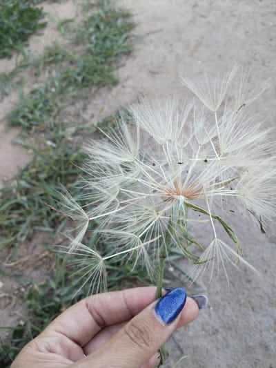 A person's hand, with blue glitter nail polish on the thumb and index finger, holds the stem of a dandelion seed head. The seed head is large and delicate, with numerous white feathery seeds. The background is out of focus, showing a patch of green grass and brown dirt. The scene appears to be outdoors, possibly in a park or natural area. There are no buildings or specific landmarks visible that would indicate the exact location within Зелёное, Russia. The lighting suggests it is daytime.