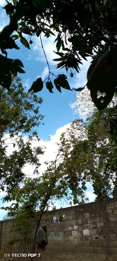 The image captures an outdoor scene with a predominantly blue sky with scattered white clouds. The foreground is dominated by the dark silhouettes of tree branches and leaves, creating a canopy effect against the sky. These branches hang from the top and sides of the frame, with some appearing to bear small fruits or seed pods. Below the canopy, lush green foliage from various trees is visible.
In the lower portion of the image, a textured, greyish-brown brick wall forms a prominent horizontal element. This wall appears to be part of an outdoor enclosure or building. Hanging from a wire or clothesline stretched across the wall are several pieces of white laundry, suggesting domestic activity. To the left of the wall, a tree trunk is visible, and draped over its lower branches are pieces of dark fabric or clothing. A person, whose lower body and torso are visible, is standing near the base of this tree, facing away from the camera. They are wearing dark clothing.
The lighting suggests it is daytime, with the bright sky indicating sunshine filtering through the leaves. The overall impression is of a somewhat overgrown natural setting juxtaposed with a man-made wall and signs of everyday life. The presence of the "TECNO POP 7" watermark in the bottom left corner indicates this is likely a photograph taken with a mobile device. The context provided of Altagracia, Venezuela, places this scene within a specific geographical and potentially cultural environment, though the visual elements themselves are not definitively indicative of any particular city or country without external information.