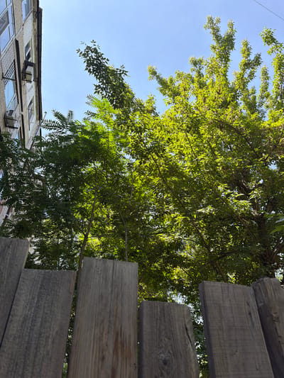 The image captures a low-angle view of a wooden fence in the foreground, with a multi-story building and lush green trees dominating the background under a clear blue sky. The building, located in Shymkent, Kazakhstan, appears to be an apartment complex with visible windows and air conditioning units. The trees, with their vibrant green leaves, are dense and form a canopy, with sunlight filtering through them. The fence is constructed from weathered wooden planks, some of which are vertical and others appear to be angled, suggesting a somewhat rustic or aged construction. The overall impression is of an urban setting with a significant presence of nature, possibly a residential courtyard or a park adjacent to the building. There are no people visible in the image, and no specific actions or interactions are depicted.