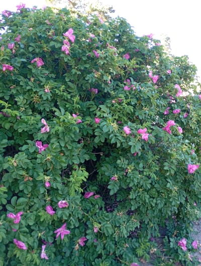 The media file is a vertical, outdoor, daytime photograph taken in Retyun, Russia. The subject is a dense bush with numerous green leaves and abundant pink flowers. The bush is likely a wild rose or similar flowering shrub, with the blooms displaying a range of shades from light to deep pink. Some of the flowers appear fully open, revealing their delicate petals, while others are in bud or have started to wilt. The foliage is lush and vibrant, creating a thick canopy. The background is mostly filled with the bush itself, with glimpses of a bright sky at the top, suggesting it is a clear day. The lighting indicates it is likely late afternoon or early evening, with soft sunlight filtering through the leaves. The overall impression is one of natural beauty and the peak of the flowering season. There are no people, visible text, or specific events depicted.