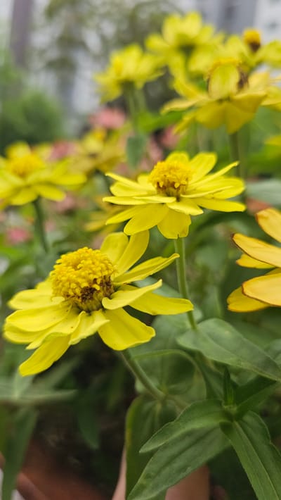 The image shows a close-up view of several bright yellow flowers, likely zinnias, in a garden setting. The flowers are in various stages of bloom, with some fully open and others still developing. The petals are delicate and pointed, and the centers of the flowers are a darker yellow, with visible pollen. Lush green leaves surround the flowers, and some of the leaves show a slightly velvety texture. In the background, other flowers, some pinkish, are visible but out of focus, suggesting a vibrant garden. The overall impression is one of natural beauty and color. The image does not provide any specific details about its location in Asan-si, South Korea, nor does it depict any people, actions, or interactions.