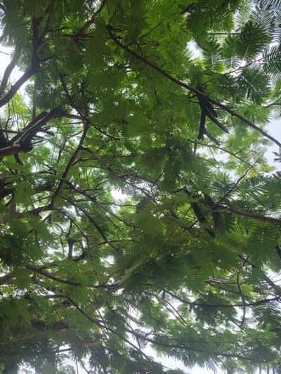 The image displays a dense, vibrant green tree canopy observed from directly below, with the sky visible through numerous gaps. The foliage consists of countless small, pinnately compound leaves, typical of a tree species such as *Delonix regia*, creating a fine, feathery texture throughout the upper two-thirds of the frame. Numerous dark brown to grey branches and smaller twigs form an intricate, interlocking network across the entire image. Patches of bright white or light grey sky are visible through the spaces in the leaves and branches, indicating an overhead light source consistent with an overcast day.
Several dark, elongated, and flattened seed pods, appearing mature and dry, are distinctly visible hanging from the branches. A cluster of these dark brown to black pods is prominent in the middle-lower right section of the image, with others scattered among the foliage. No human figures, animals, or man-made structures are discernible. The scene captures a natural arboreal environment located in the city of Keffi, Nigeria.