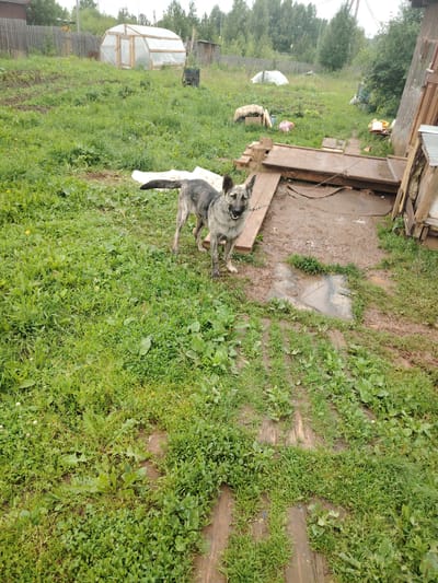 A German Shepherd dog stands in a grassy yard with a muddy path and wooden planks. The dog is mostly grey and black with a brindle pattern and appears to be looking at the camera. In the background, there is a greenhouse, a wooden fence, and some buildings. The scene suggests a rural or semi-rural setting, possibly a backyard or a farm. The ground is wet and muddy, indicating recent rain or damp conditions. The overall impression is of an overcast day in a natural outdoor environment. There is no visible text in the image.