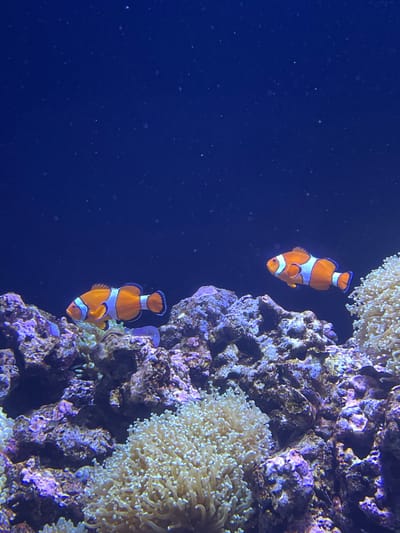The image depicts two clownfish in a dark blue aquatic environment, likely a saltwater aquarium. The fish are orange with white stripes. They are positioned near a rock structure covered in various types of coral, including a light-colored anemone-like coral. The water is dark blue, with some particulate matter visible in the water column.
Location: The image likely comes from the Oceanário de Lisboa (Lisbon Oceanarium) in Lisbon, Portugal.