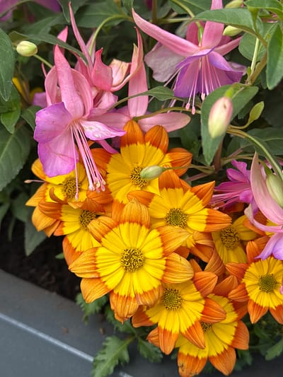 This close-up image showcases a vibrant arrangement of flowers, likely in a garden or a planter, set in Wisła, Poland. The primary subjects are two distinct types of flowering plants.
On the left side of the frame, several fuchsia flowers are prominent. These delicate blossoms feature shades of pink and purple, with their characteristic drooping, bell-like shape and long, elegant stamens extending outwards. Some fuchsia flowers are fully open, displaying their inner purple petals, while others appear as buds or partially unfurled. Their green leaves provide a lush backdrop.
To the right, a cluster of bright yellow and orange flowers dominates the scene. These daisy-like blooms have a distinct appearance: their centers are a vivid yellow, surrounded by petals that gradient from yellow at the base to a rich orange at the tips. There are multiple flowers in full bloom, densely packed together, each showcasing its detailed central disc.
The plants are surrounded by various green leaves, some sharp and serrated, others smoother, indicating different species. In the bottom right corner, a dark gray or black rectangular object is visible, suggesting a planter or a container holding the flowers, with a glimpse of dark soil beneath.
The lighting appears soft and natural, indicating daytime, possibly under an overcast sky, as there are no harsh shadows. The overall impression is one of natural beauty and rich color contrast, highlighting the intricate details of both flower types. No visible text is present in the image.