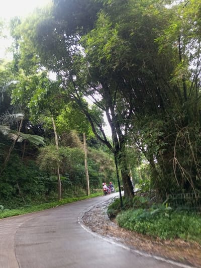 The image depicts a winding, gray-paved road ascending through a densely vegetated area in Ambakirano, Madagascar. The road curves to the left from the foreground, with its right edge exhibiting an eroded, uneven texture where it meets the terrain. Both sides of the road are flanked by lush, dark green foliage, including tall bamboo stalks predominantly on the right, and various trees, shrubs, and ferns on the left embankment. Two slender, light-colored utility poles stand vertically on the left side, partially obscured by the vegetation. In the mid-ground, two motorcycles are observed traveling away from the viewer on the road. The lead motorcycle, reddish-brown, transports two individuals, both wearing protective helmets—one red, one lighter in color. Immediately behind it, a second, darker-colored motorcycle also carries two helmeted individuals. A dark, possibly metal, fence or barrier is partially visible on the far right edge of the frame, near the vegetation. The scene is illuminated by diffused daylight, indicating an overcast sky or heavily shadowed conditions.