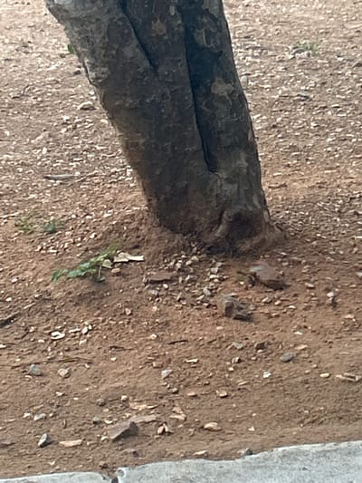 The image shows the base of a tree trunk in Santa Ana, Venezuela. The ground around the tree is composed of reddish-brown soil with numerous small pebbles and some larger stones. There are a few small green plants growing in the soil. The tree trunk is rough and textured, with visible bark. The scene appears to be outdoors in a natural or park-like setting.