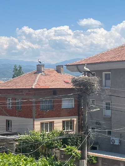 This image captures a daytime scene in the city of Pokrovnik, Bulgaria, under a clear blue sky with scattered white cumulus clouds. The foreground and mid-ground feature residential buildings and a prominent utility pole, with distant hazy blue mountains on the horizon.
In the mid-ground, a two-story house on the left exhibits a reddish-brown brick lower section with multiple rectangular windows, topped by an orange tiled gable roof. A single white stork stands atop a chimney on this roof. To the right, another multi-story building, painted a light gray or beige, also features an orange tiled gable roof. An outdoor air conditioning unit is mounted on the external wall of this building, near the right edge of the frame.
A large, dense stork nest, constructed from twigs and branches, is positioned on a dark utility pole in the right mid-ground. An adult white stork stands within this nest, along with at least three smaller, lighter-colored juvenile storks. Numerous black and white electrical or communication cables emanate from and are strung across the utility pole, crossing the frame horizontally and diagonally, connecting to the surrounding structures.
The lower portion of the image displays lush green foliage, possibly from vines or trees, partially obscuring the lower sections of the buildings. A section of a low wall or fence is visible in the lower right. No people are discernible in the scene.