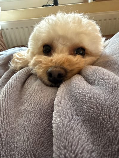 A close-up, angled shot depicts a light-colored dog nestled in a gray blanket. The dog appears to be a poodle mix, with white fur on its head and tan fur around its face and nose. It has dark, round eyes and a black nose. The blanket is a soft, textured material. The background is blurry, but a wall and window are visible on the left side of the frame. No information suggests this image was taken in Troyan, Bulgaria.