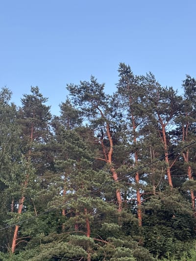 A forest scene with tall pine trees under a clear blue sky. Power lines are visible crisscrossing the frame, disappearing into the dense foliage. The trees have reddish-brown bark and green needles. The lower portion of the image shows a variety of green vegetation, including bushes and smaller trees, creating a layered effect. The lighting suggests it is daytime, possibly late afternoon due to the warm tones on the tree bark. The scene appears to be in a natural setting, likely on the outskirts of a city.