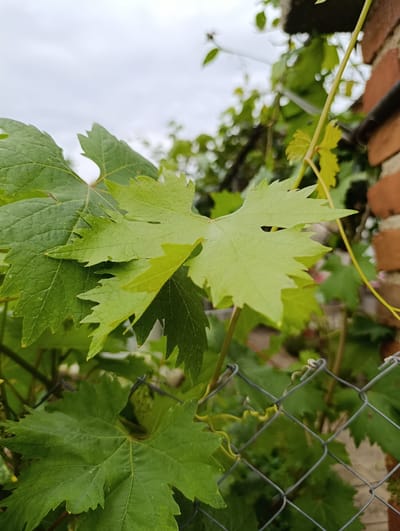 This image captures a close-up view of vibrant green grape leaves against a blurred background of a cloudy sky and a brick wall. The leaves are detailed, showing their characteristic lobed shape and serrated edges. Some leaves are fully in focus, while others are softer, creating a sense of depth. A chain-link fence is visible in the foreground, with a thin vine twisting around its wires. In the upper right corner, the textured surface of a brick wall is apparent. The scene suggests an outdoor setting, possibly a garden or yard in Mladinovo, Bulgaria, given the context. There are no people or discernible actions depicted.