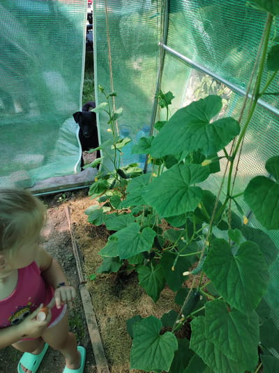 A black dog peers through an opening in a green plastic greenhouse. In the foreground, a young child in a pink tank top and white shorts is partially visible from the shoulders down, holding a small orange object, possibly a carrot piece, and a white object in their hands. The greenhouse contains cucumber plants with green leaves and developing cucumbers. The ground is covered with mulch. The scene appears to be outdoors, potentially in a garden in Poltava, Ukraine.