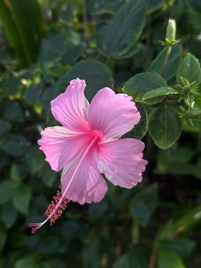 A close-up, high-angle shot showcases a vibrant pink hibiscus flower in the foreground. The flower's petals are delicate and slightly ruffled, with deeper pink veins radiating from the center. The stamen, with its reddish-orange pollen, extends from the flower's core. The background is a lush, dark green foliage, with hints of sunlight dappling through the leaves. Two unopened hibiscus buds are visible on the upper right side of the frame, nestled among the leaves. The overall impression is one of natural beauty and tranquility, suggesting a garden setting in Mengwi, Indonesia.