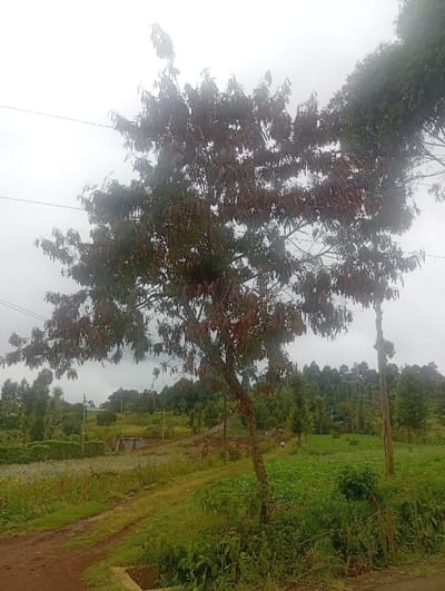 A landscape features a dirt road winding through lush greenery. A prominent tree with sparse, reddish-brown leaves stands in the foreground, partially obscuring a field of cultivated crops and a small structure. In the distance, a densely forested hill rises under an overcast sky. A person is walking on the path. Power lines stretch across the sky behind the tree.