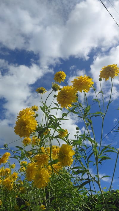 A low-angle shot captures a dense cluster of yellow flowers, likely Golden Glow or similar double-flowered varieties, reaching towards a bright blue sky dotted with fluffy white clouds. The flowers are in various stages of bloom, with many fully open and showcasing their numerous petals. Their vibrant green stems and leaves form a thick curtain in the foreground. Two dark utility wires are visible stretching diagonally across the upper right portion of the frame against the sky. The scene appears to be outdoors, possibly in a garden or wild area, with no people or structures immediately discernible. The light suggests it is daytime, with the sun illuminating the flowers from above and slightly to the left. The environment is natural and somewhat overgrown. The image has a shallow depth of field, with the flowers closest to the camera being sharp and in focus, while those further back and the sky become progressively softer. The image is a vertical orientation.