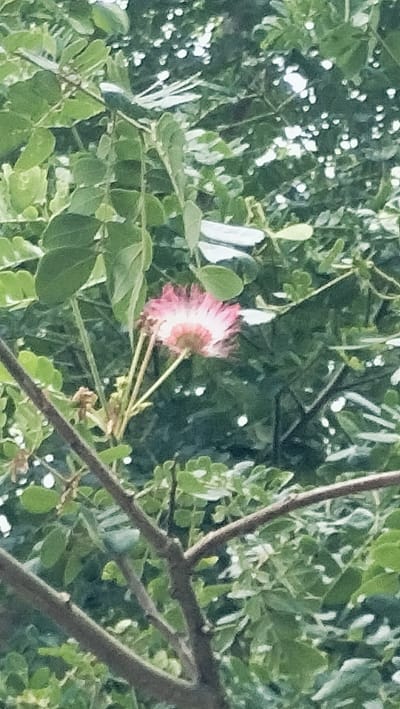 The image displays a close-up view of a pinkish-white fluffy flower blooming amidst lush green foliage and dark brown tree branches. The flower, positioned slightly to the left of the center, features numerous delicate, thread-like stamens that are vibrant pink at their tips and fade to white or very pale pink at their base, giving it a soft, spherical appearance. It appears to be a type of mimosa or silk tree flower.
The surrounding leaves are small, compound, and a rich green, suggesting a healthy, natural environment. Several woody branches, varying in thickness, crisscross the frame, with one prominent branch running diagonally across the lower left. The background consists of more green leaves, interspersed with bright, blurry patches of light, indicating sunlight filtering through the canopy or open sky. This dappled lighting suggests it is daytime, likely sunny or partly cloudy.
The overall scene captures a moment of natural beauty, focusing on the intricate details of the flower and its leafy surroundings. The image has a soft focus, giving it a slightly dreamlike or naturalistic quality. There are no people or man-made objects visible, emphasizing the natural setting. The flora is consistent with what might be found in Lonbaroh, Indonesia. No visible text is present.
