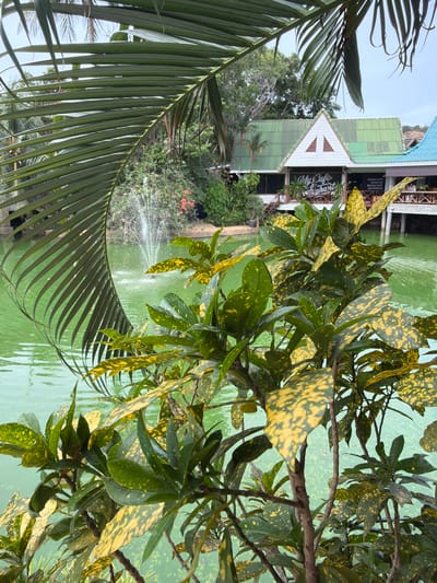 The image depicts a tranquil outdoor scene with a focus on lush greenery and a body of water. In the foreground, a large palm frond curves across the frame, its long, slender leaves creating a natural border. To the right, a plant with broad, variegated leaves, predominantly green with yellow splotches, branches out.
In the background, a building with a green, corrugated metal roof is visible, featuring a prominent white triangular gable. A sign on the building reads "My Cafe Restaurant". Beyond the building, a fountain sprays water into a calm, green pond or lake. Surrounding the water are trees and flowering plants, adding to the vibrant natural setting. The overall impression is one of a peaceful resort or restaurant area, possibly in a tropical location given the vegetation and the context of Baan Bo Phut, Thailand. The lighting suggests it might be daytime, with overcast or diffused light, as there are no harsh shadows. The scene evokes a sense of relaxation and natural beauty.