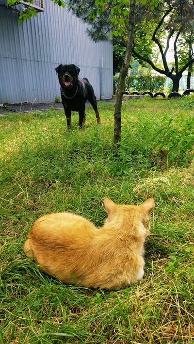 A Rottweiler dog stands in a grassy yard in front of a corrugated metal building in Horishni Plavni, Ukraine. The dog is black and tan with a silver chain collar and its tongue is slightly out. A ginger cat is lying in the grass in the foreground, facing away from the camera and towards the dog. A tree trunk is positioned between the cat and the dog. The yard is overgrown with grass and other vegetation. In the background, there are trees and a fence made of stacked tires. The sky is not visible.
