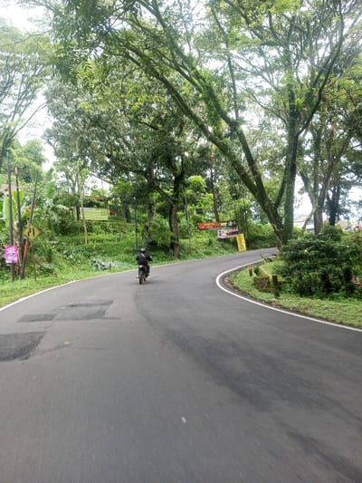 The image presents a single-lane asphalt road curving sharply to the right through a densely vegetated area in Ariyalai East, Sri Lanka. The road surface is dark grey, featuring several lighter patches indicative of repairs. A solid white line delineates the outer edge of the right-hand curve. A sole individual, clad in dark attire and a dark helmet, is operating a dark-colored motorcycle, proceeding away from the viewer along the center of the lane.
The environment is characterized by lush, verdant foliage. Large trees with full canopies line both sides of the road, creating an overhead cover, and their trunks exhibit visible moss or epiphytes. Dense green undergrowth, including identifiable banana plants, covers the elevated embankment on the left and the bank on the right.
Roadside objects include: a yellow diamond-shaped warning sign with a black arrow indicating a winding road, positioned on the left. Adjacent to it, a vertical pole displays a partially visible pink sign. Further along the curve on the right, multiple banner-style signs, with red and yellow being prominent colors, are partially obscured by trees. A light-colored building is faintly discernible in the distant background on the right, situated amongst the foliage. The sky is overcast and appears light grey through the tree canopy.