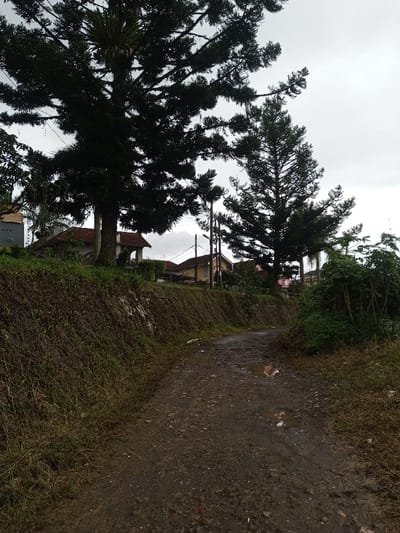 A narrow, muddy path winds its way uphill, flanked by grassy slopes and scattered vegetation. Tall, dark trees cast shadows over the scene. Residential buildings with red-tiled roofs are partially visible in the background, obscured by the dense foliage. Utility poles and wires are strung across the sky, which is overcast with gray clouds. The overall atmosphere suggests a rural or semi-rural setting, possibly after a recent rain.