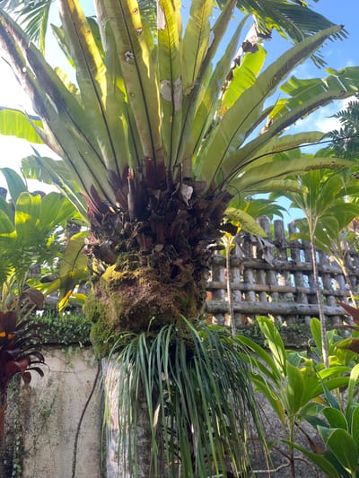 This is a low-angle shot of an epiphytic plant, likely a bird's nest fern, growing on a tree trunk. The plant has large, broad, green leaves with dark brown venation, many of which are unfurling upwards towards a bright blue sky. Some of the leaves show signs of age or damage, with brown, dry patches. The base of the fern is covered in moss and brown, dead leaves. To the right, another plant with long, thin, green leaves cascades downwards. In the background, a weathered wooden lattice structure is visible against a stone wall. The scene is illuminated by bright sunlight, suggesting it is daytime. The lush greenery and the presence of an epiphytic plant suggest a tropical or sub-tropical environment, consistent with the location context of Ubud, Indonesia. No people or animals are visible, and there is no discernible activity or event taking place. The overall impression is one of natural growth and abundance in a warm, humid climate.