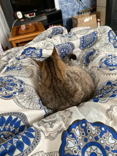 A brown and grey tabby cat is situated on a bed covered with white bedding adorned with blue and grey mandala-style patterns. The domestic feline is observed from a dorsal perspective, facing away from the viewer, with its tail partially curled. In the background, a wooden side table displays a white analog clock and a red digital alarm clock indicating "10:14." A television screen is positioned on a black entertainment unit behind the table. To the right, a light blue tiled wall is visible, alongside a cardboard box and a white and red spray bottle. This indoor scene is located in Sredkovets, Bulgaria.