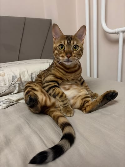 This is a portrait of a domestic cat, likely a Bengal breed, lying on its back on a bed with a pale, textured duvet. The cat is oriented vertically in the frame, with its head towards the top left and its tail towards the bottom right. Its fur is a golden brown with distinct dark stripes, characteristic of its breed. The cat's eyes are wide open and a vibrant yellow-green, looking directly at the camera. Its front paws are extended upwards, and its hind legs are bent. The background consists of a pale wall and what appears to be a white radiator or pipe system near the top of the image. The lighting suggests an indoor setting, possibly during the daytime given the ambient light. There is no visible text in the image.