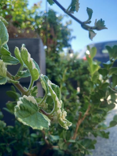 The image is a close-up, low-angle shot of a variegated plant with green and white leaves and fuzzy stems. The plant is in focus in the foreground, with a blurred background of green foliage, a grey structure, and a blue sky. The sunlight illuminates the leaves, creating a bright and airy atmosphere. The scene appears to be outdoors, possibly in a garden or a public space. No specific landmarks or indications of the city of Άγιος Νεκτάριος, Greece are visible in the image.