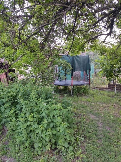 In Kryvyi Rih, Ukraine, this image depicts a backyard scene dominated by lush green foliage. A trampoline with a red frame and a dark green cover is visible under the canopy of a large tree with spreading branches. To the left of the trampoline, a dense cluster of green plants, possibly raspberry bushes, grows. In the background, a fence and parts of buildings are discernible. The ground is covered with grass and some bare patches of soil. The overall impression is one of a rustic, overgrown outdoor space.