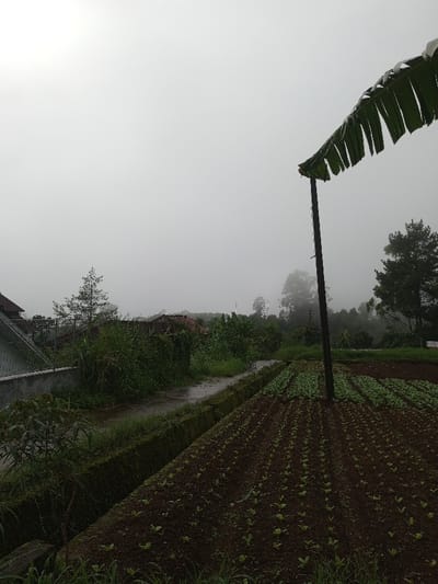 A misty rural scene presents a field of neatly planted rows, possibly young crops, extending towards a hazy horizon. A solitary pole supports a large, drooping banana leaf overhead. Lush greenery and dense foliage fill the space behind the field, blurring into the fog. A wet, paved path borders the field. The sky is overcast, contributing to the overall muted, somber atmosphere. A glimpse of buildings peek through the haze adding a touch of civilization to this natural landscape.