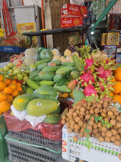 This image presents a vibrant and densely packed fruit stall, likely located in an outdoor market in Vietnam. The display is abundant with various fresh fruits, predominantly green and orange hues.

In the foreground, a large pile of small, bright orange citrus fruits, possibly mandarins or tangerines, occupies the left side. To their right, numerous green mangoes of varying sizes, some with attached leaves, are prominently displayed. Alongside them are other green, round fruits, possibly guavas or small melons. Further back, lighter-colored melons, some individually wrapped in protective foam netting, can be seen.

Toward the center and right, striking bright pink dragon fruit with characteristic green scales creates a focal point. Above these, bunches of green and purple grapes are visible. At the bottom right, a large mound of longan fruit, with its distinct light brown skin, is arranged in a white plastic crate. Small jars containing what appears to be chili salt or seasoning are interspersed among the fruits.

The background features shelves stocked with various packaged goods. Red Coca-Cola boxes are stacked, bearing Vietnamese text "VỊ NGUYÊN BẢN Tết Gần Kề Khởi Đầu Mối Diệu Kỳ" (Original Taste, Tet is Near, Start a Magical Connection). A yellow poster advertises "TANG 1 CHAI LỚN MÙA XUÂN" (Buy 1 Large Bottle for Spring). A blue Pepsi crate is visible on the left. Traditional red-handled brooms lean against a wall in the upper left, and a golden box labeled "MAJESTIC" is on the right. The white longan crate also shows the Chinese character "级" (grade). The visible text and variety of tropical fruits firmly place the scene in Vietnam, possibly during the spring festival (Tet) season. The overall impression is one of a bustling market offering fresh produce under bright daytime conditions.