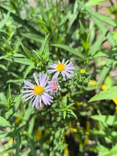 The image captures a close-up, high-angle view of two delicate, pale purple asters with bright yellow centers. The flowers are surrounded by lush, vibrant green foliage, with some blurred yellow accents visible in the background, suggesting other plants or flowers. The lighting indicates a sunny day. The scene is consistent with a natural setting, possibly a park, garden, or roadside greenery within the city of Dnipro, Ukraine. No people or specific structures are visible, focusing the attention solely on the flora.