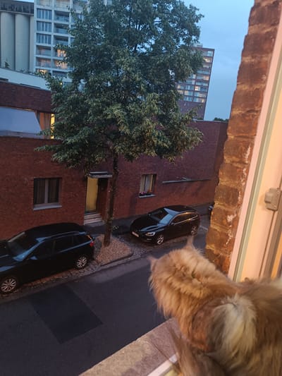 In Leuven, Belgium, an outdoor scene is depicted from an elevated perspective. A ginger cat with long fur is positioned in the foreground, looking out of frame to the right. The cat is on a window ledge, which is partially visible. Beyond the cat, the view encompasses a narrow street with two black cars parked on the left side. The cars are a Volvo V60 and another dark-colored hatchback. The street is paved with cobblestones. On the right side of the street, a brick building with a white door is visible. A tree with green foliage stands in front of the brick building. In the background, taller modern buildings are visible, including a light-colored residential building with multiple floors and balconies, and a darker, more slender building behind it. The sky is overcast and appears to be twilight. The lighting suggests it is either early morning or late evening.