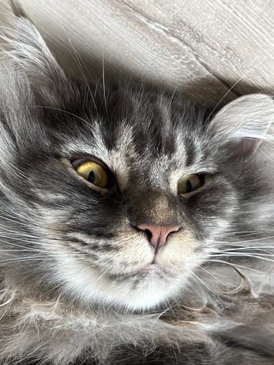 This is a close-up, top-down shot of a Maine Coon cat's face. The cat is mostly grey with dark tabby markings. Its yellow eyes are open, and its pink nose is visible. The cat's fur is long and fluffy, and some of its white whiskers are prominent. The cat is lying on a light-colored, wood-grain surface, possibly a floor or a piece of furniture. The lighting suggests it is daytime. The scene is simple, focusing entirely on the cat. There is no visible text.
