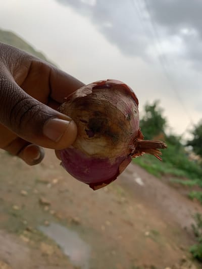 A close-up shot shows a person's hand holding a red onion. The onion has dry, papery skin that is peeling in places, revealing a reddish-purple interior. A small, dried stalk protrudes from the top of the onion. The background is blurred but suggests an outdoor setting with a patch of dry, light brown ground, possibly dirt or sand, with scattered small, darker specks. To the left and upper portion of the image, a cloudy, overcast sky is visible, with hints of green foliage in the middle ground, indicating trees or vegetation. The lighting is diffused, consistent with an overcast day. The image was taken in Kuru Karama, Nigeria. No text is visible.