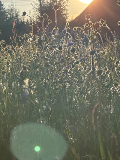 The image depicts a cluster of thistle-like plants with spherical, burr-shaped seed heads silhouetted against a bright, low-angled sunlight. The location is Liptovský Hrádok, Slovakia. The background is blurred and indistinct, showing foliage and a pale sky. A lens flare is visible on the right side of the image.