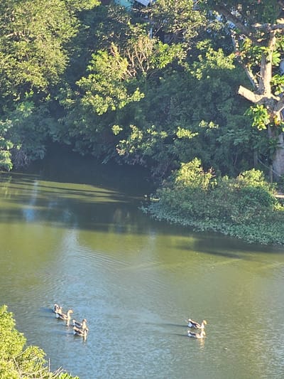 This aerial shot depicts a section of a waterway, likely a lagoon or canal, adjacent to dense vegetation. On the left side of the image, a variety of trees and shrubs form a thick green barrier. The waterway itself appears a murky green color, possibly indicating algae or sediment content. Two separate groups of swimmers are visible in the water. One group consists of two people, while the other group has three people. They appear to be paddling or swimming. The location is likely in or near Armação dos Búzios, Brazil, given the tropical vegetation and coastal setting.