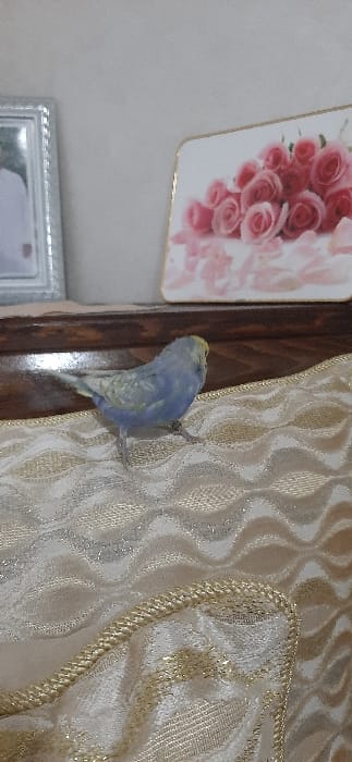 A small blue and yellow parakeet clings to the edge of an ornate, shimmering, golden-patterned curtain. Its small legs are gripping the fabric. To the left, a dark wood frame separates the curtain from a wall. The wall holds a picture of pink roses. Below the rose picture, a silver framed picture rests on the wall. The curtain takes up the majority of the right portion of the frame.