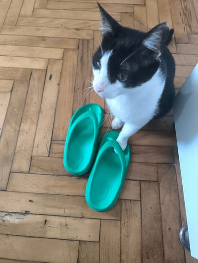 A black and white cat sits on a wooden floor next to two green flip-flops. The cat is looking to the side with its ears perked up. One of the cat's front paws is resting on one of the flip-flops. The wooden floor appears to be made of parquet flooring and shows signs of wear. The background is slightly blurred, but suggests an indoor setting. The lighting suggests it is daytime. There is no visible text in the image.